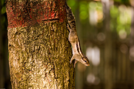 a photo of squirrel on treeの写真素材