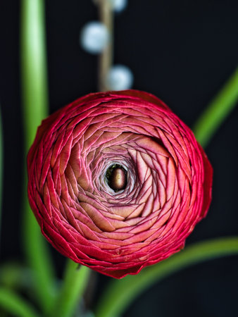 A red ranunculus on a blurred background