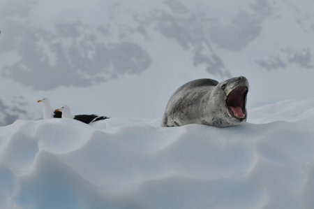 a roaring leopard seal next to dominican gulls on an ice floeの写真素材