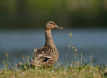 A scenic view of a brown duck outdoors on a blurred background