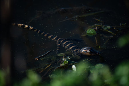A lizard swimming in a water pond in the woods