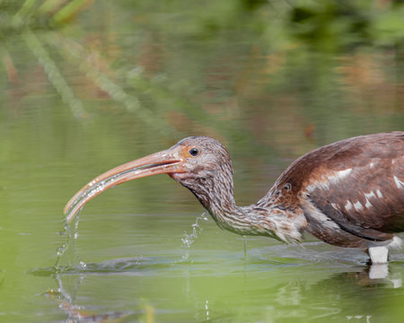A selective focus shot of an Ibis drinking water in the pondの写真素材