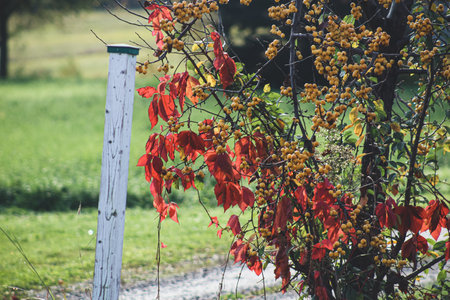 A selective focus shot of branches with buckthorn berries and autumn leavesの写真素材