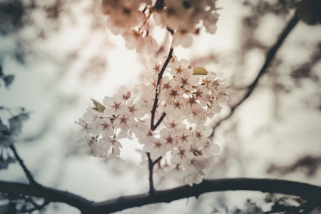 A selective focus shot of Cherry Blossom tree flowers