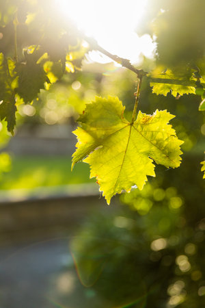 A selective focus shot of a tree branch with leaves in the warm sunlight