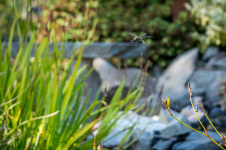 A selecttive focus shot of a flying dragonflyの写真素材