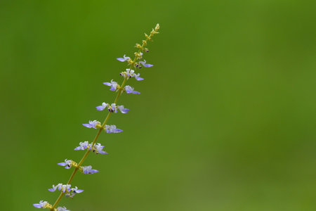 A selective of a blue flower in greeneryの写真素材