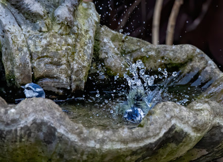 A shallow focus shot of two Eurasian blue tit birds bathing in the shallow water of the garden...