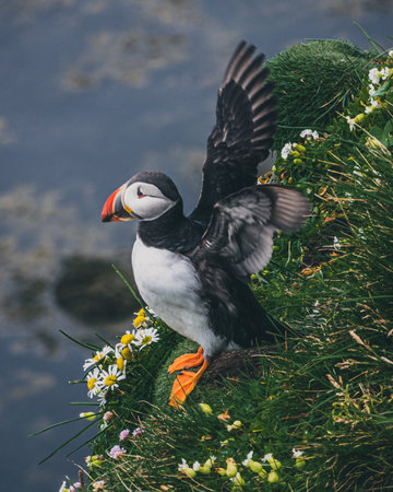 A selective of a puffin birds on a cliff in Icelandの写真素材