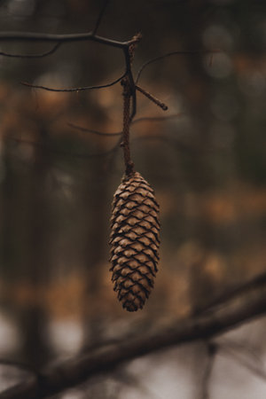 A shallow focus shot of a pine cone in the forest