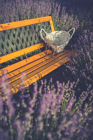 A selective focus shot of white wooden basket on bench in the purple flower fieldの写真素材