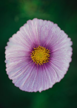 A shallow focus shot of a garden cosmos flower with blurred green background
