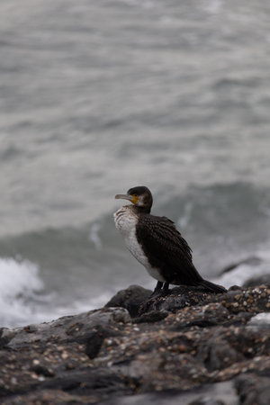 A shot of an aquatic bird standing on rocks by the seaの写真素材