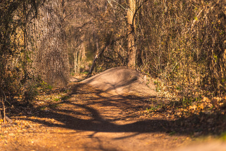 A shot of a brown forestの写真素材