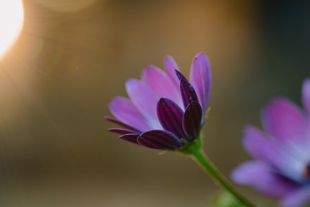 A shallow focus shot of a purple flower blooming in the garden with blurred background