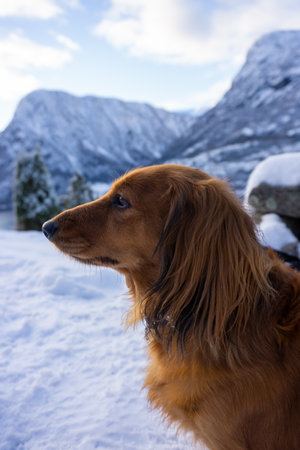 A vertical portrait of a ginger Dachshund Dog in the snow-covered mountainsの写真素材