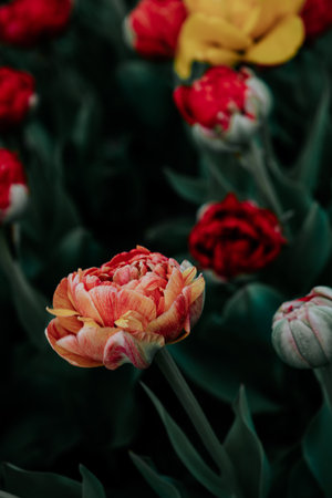 A tulip field at the Holland, Michigan spring tulip festival.の写真素材