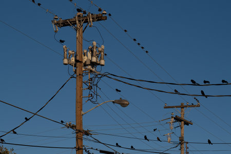 A view of electrical cables with perched birds against the blue sky