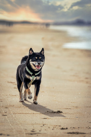 A vertical shot of a black inu Shiba dog running on a beach.の写真素材