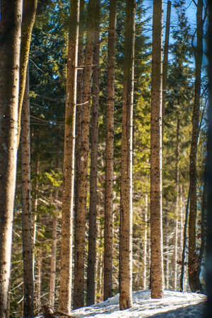 A vertical shot of some tall tree bottoms in the background of forest in a sunny day.
