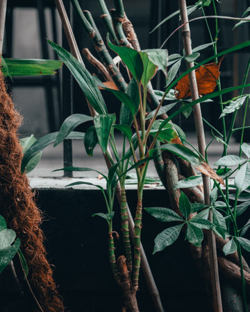 A vertical closeup shot of the leaves of a house plantの写真素材