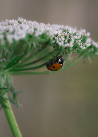 A shallow focus of a ladybird on a white Ammi flower
