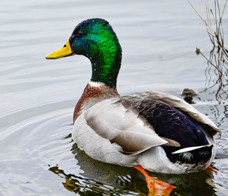 A wild duck swimming in a pond with its reflectionの写真素材