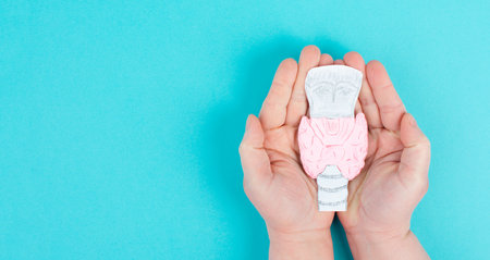 Holding thyroid organ in the hands, drawing paper cut out, hyperthyroidism and hypothyroidism,...
