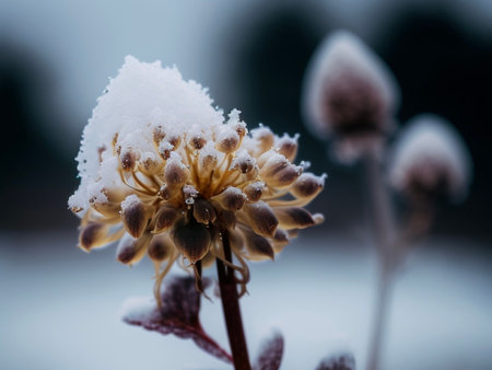 An Ai generated illustration of a Wild Carrot covered in snowの素材