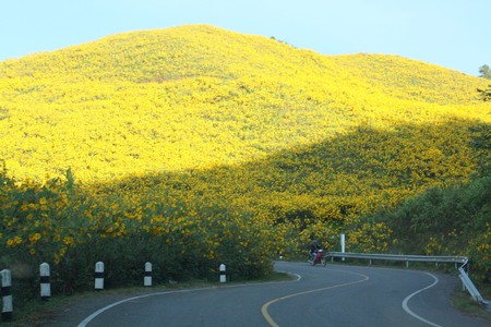 Mountain flowerの写真素材