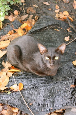 Thai catの写真素材