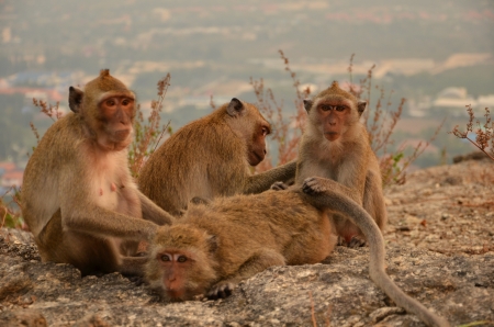 Monkey Groupの写真素材