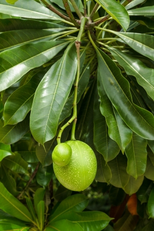 Pong Pong tree with fruit (Cerbera odollam Gaertn)の写真素材