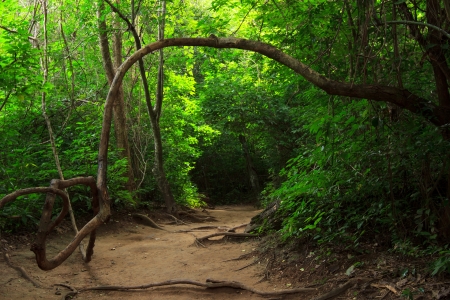 Forest path in Erawan national park, Kanchanaburi