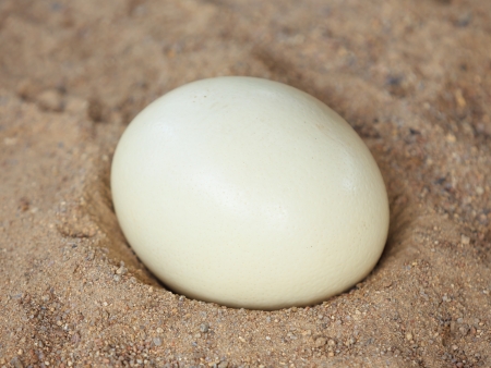 Ostrich egg   Struthio camelus  on sand nestの写真素材