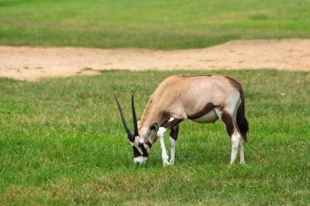 Gemsbok or gemsbuck  Oryx gazella  eating grass in a meadowの写真素材