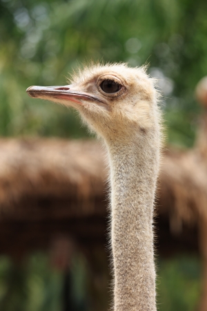 Ostrich head  Struthio camelus  watching for somethingの写真素材