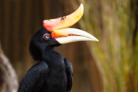 Rhinoceros hornbill  Buceros rhinoceros の写真素材