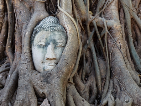 Head of sandstone buddha in tree root at wat mahathat temple, Ayutthaya, Thailandの写真素材