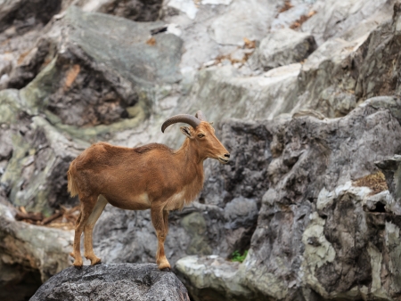 Barbary sheep   Ammotragus lervia    native to rocky mountains in North Africaの写真素材