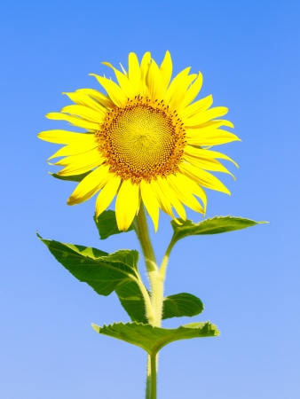Sunflower (Helianthus annuus) on a blue sky backgroundの写真素材