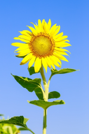 Sunflower (Helianthus annuus) on a blue sky backgroundの写真素材