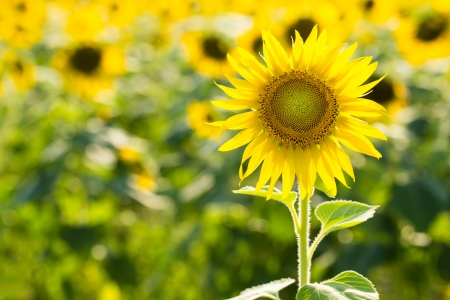 Sunflower (Helianthus annuus) in a fieldの写真素材
