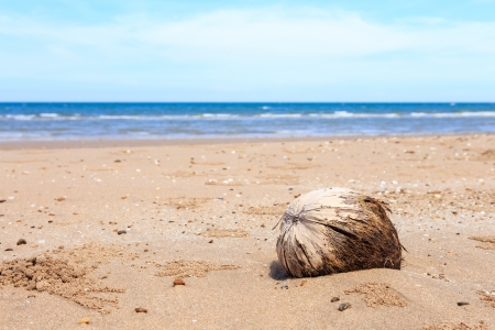 Old brown coconut on the beach for lonely conceptの写真素材