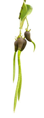 Stilted Mangrove  Rhizophora stylosa  with fruit or seedの写真素材