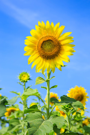 Sunflower (Helianthus annuus) on a blue sky backgroundの写真素材