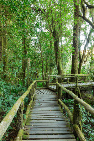 Wooden walkway in rain forest, Doi Inthanon national park, Chiang Mai, Thailandの写真素材
