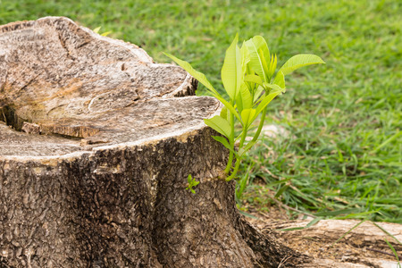 Small tree grow from stump concept for perseverance