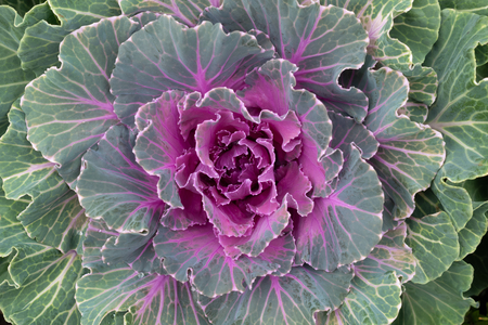 Pink Flowering or Ornamental Cabbage and Kale top view background