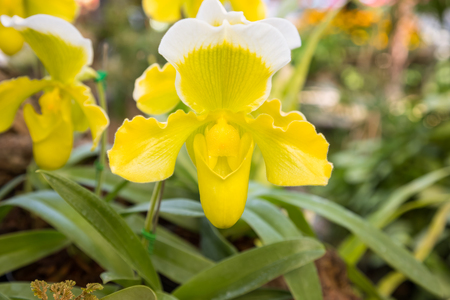 Yellow lady's slipper orchidsの写真素材